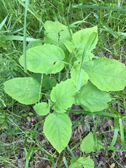 Physalis heterophylla