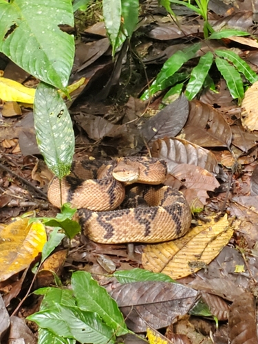 Photo of a Chocoan Bushmaster (Lachesis acrochorda)