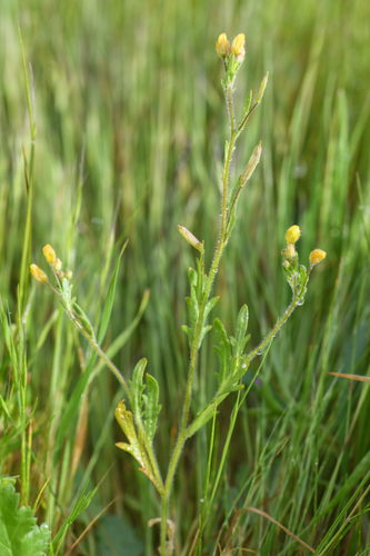 caper-fruited tropidocarpum (Tropidocarpum capparideum)
