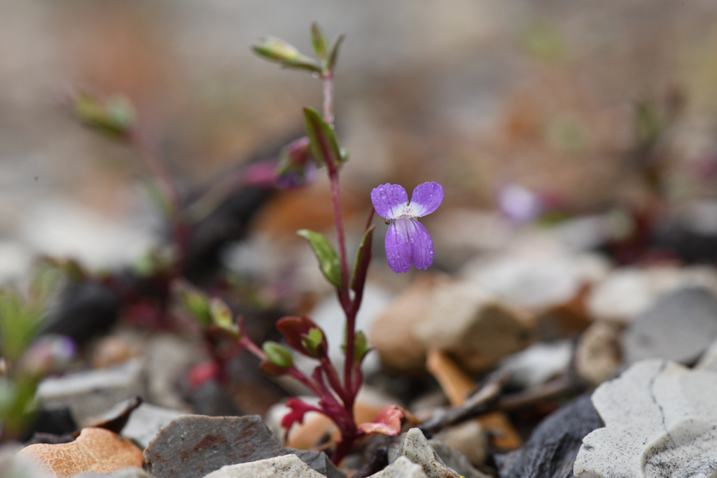 San Antonio collinsia