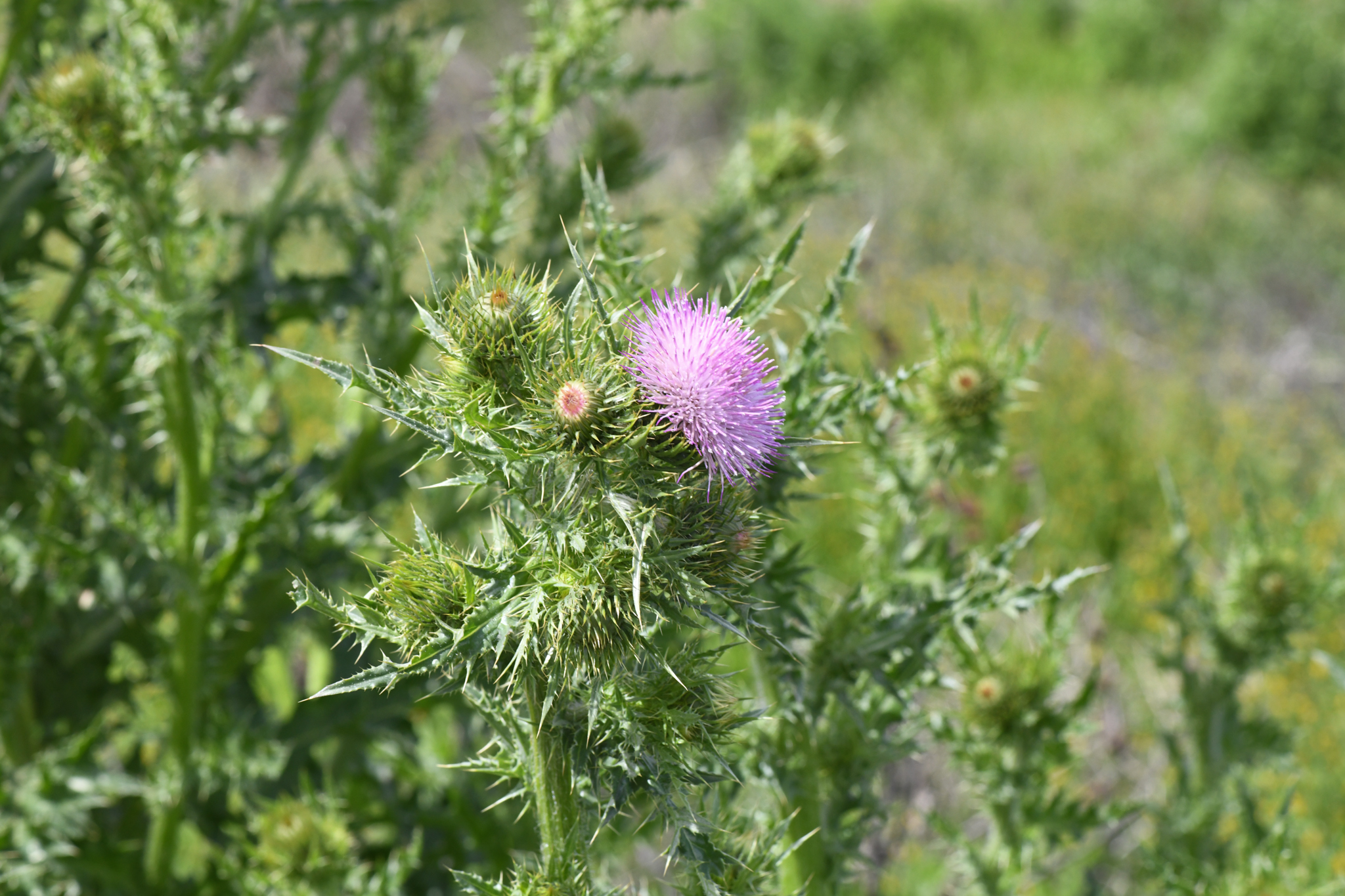 Cirsium crassicaule