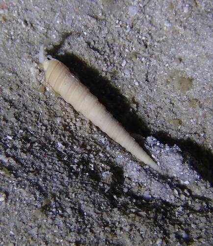 Terebra tricolor observed 2024-03-23