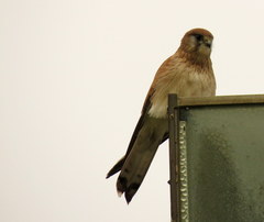 Falco cenchroides cenchroides
