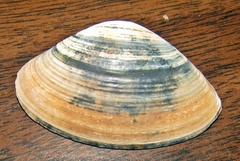 Spisula solidissima