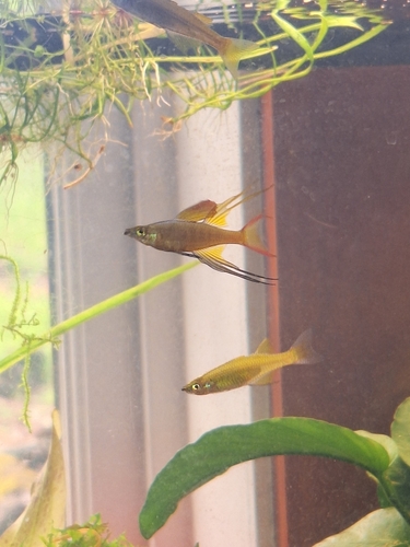 Threadfin rainbowfish (Iriatherina werneri) — Melanotaeniidae — 4