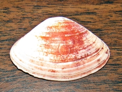 Spisula solidissima