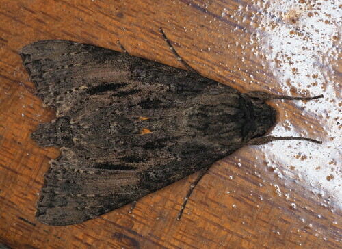 Isognathus scyron