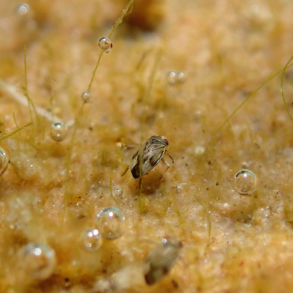 Mnb Insect Micronecta from 851台灣高雄市茂林區 on February 14, 2024 at 03:05 PM by M ...