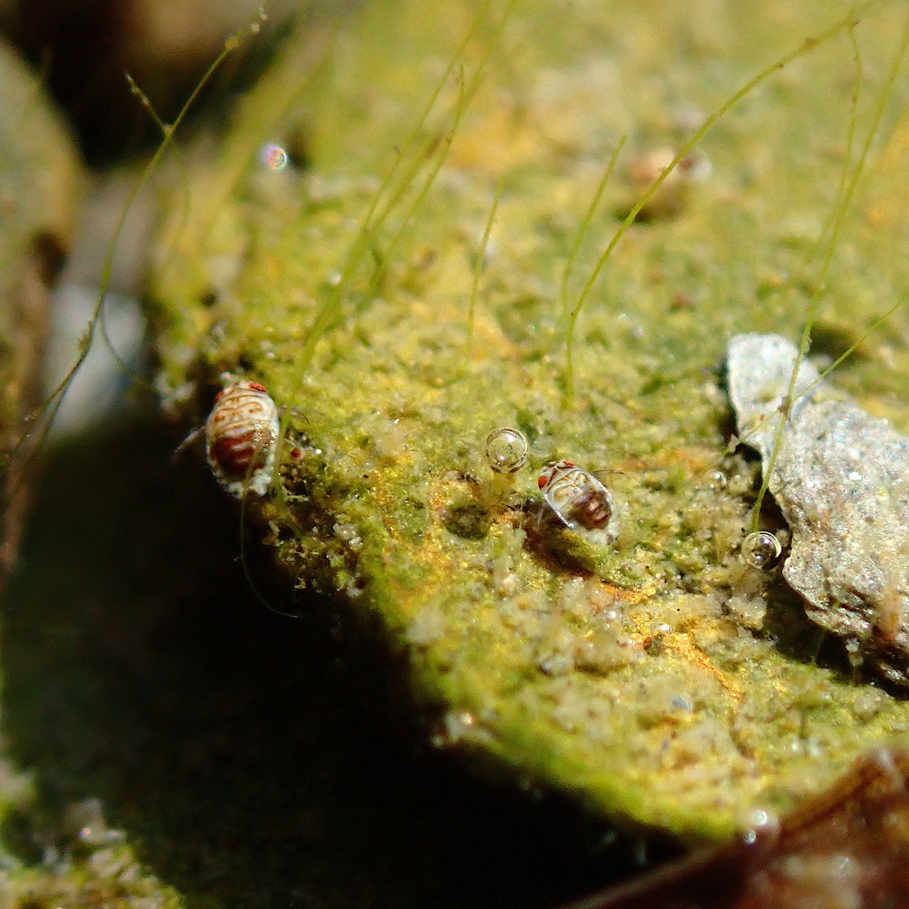 Mnb Insect Micronecta from 851台灣高雄市茂林區 on February 14, 2024 at 02:57 PM by M ...