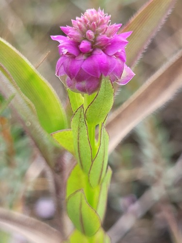 Polygala timoutou