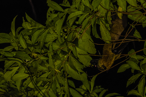 Pteropus neohibernicus