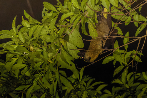 Pteropus neohibernicus