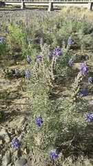 Lupinus altimontanus