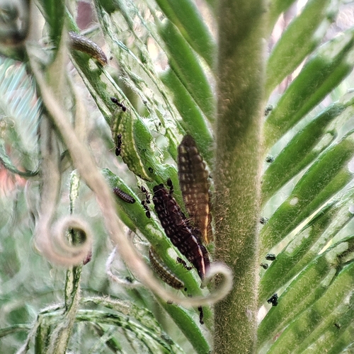 Plains Cupid photo 4