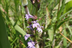 Lobelia appendiculata