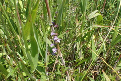 Lobelia appendiculata