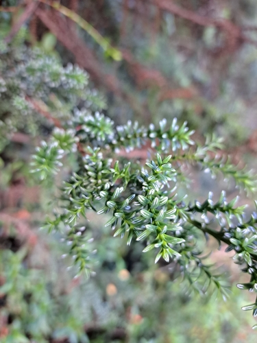 Image of Fitzroya cupressoides by no rights reserved