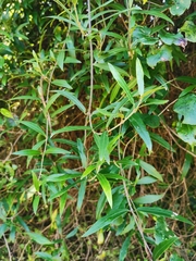 Parsonsia heterophylla