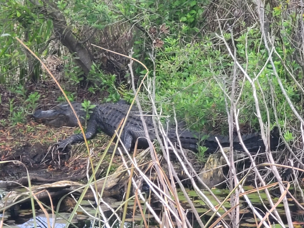 American Alligator from Alligator Island Pier, Gulf State Park, Gulf ...