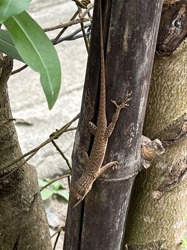 Cuban Green Anole