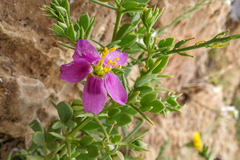 Fagonia mollis