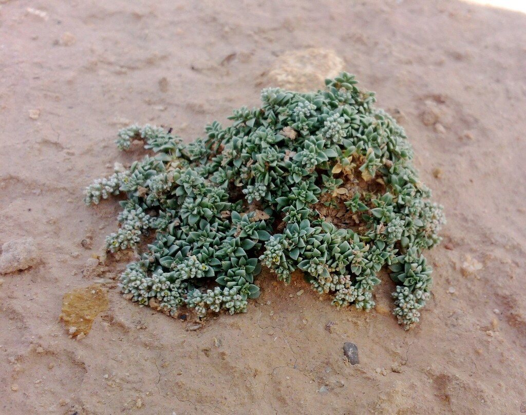 Herniaria mauritanica