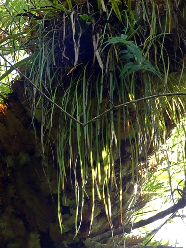 Image of Haplopteris elongata by (c) Kai Squires, some rights reserved (CC BY)