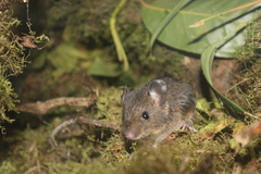 Short-Tailed Sigmodontomys photo 2