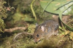 Short-Tailed Sigmodontomys photo 3