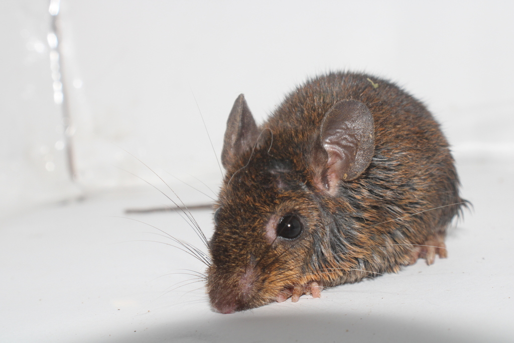Short-Tailed Sigmodontomys