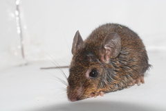 Short-Tailed Sigmodontomys photo 1