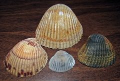 Dinocardium robustum