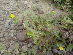 Tribulus taiwanense