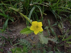 Tribulus taiwanense