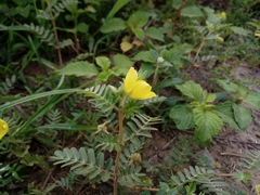 Tribulus taiwanense