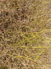 Teucrium parvifolium