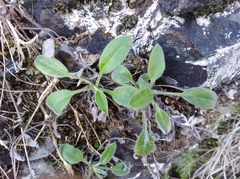 Myosotis lytteltonensis