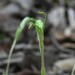 Pterostylis scitula - Photo (c) ramcad1, alguns direitos reservados (CC BY-NC), uploaded by ramcad1