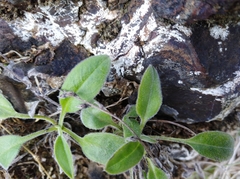 Myosotis lytteltonensis