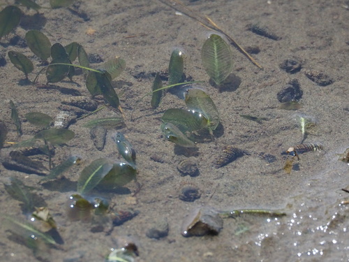 Image of Halophila ovalis by no rights reserved
