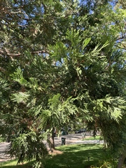 Calocedrus decurrens
