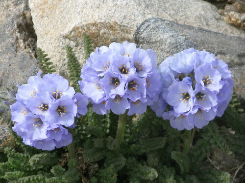 Rocky Mountain Jacob's-ladder (Polemonium confertum)