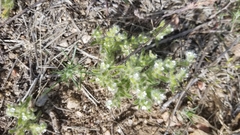 Cryptantha crassisepala