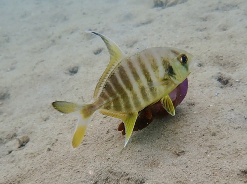 Shadow trevally (Carangoides dinema) — Carangidae — 4