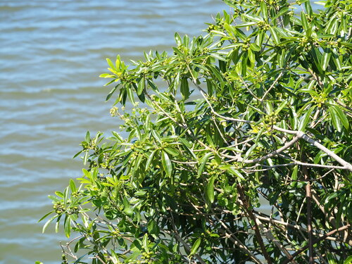 Pittosporum pentandrum