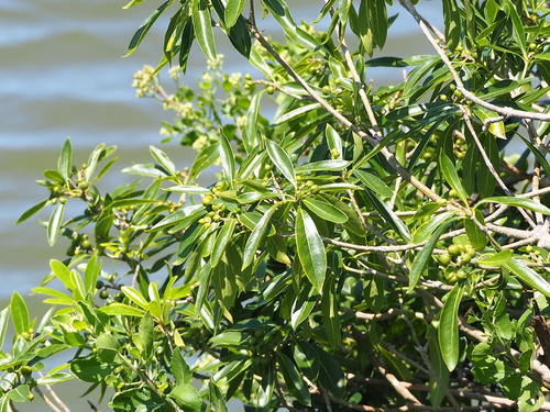 Pittosporum pentandrum