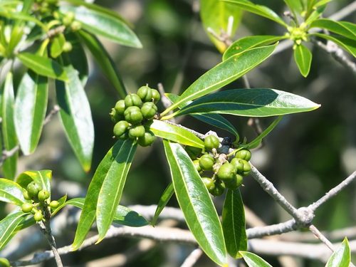 Pittosporum pentandrum