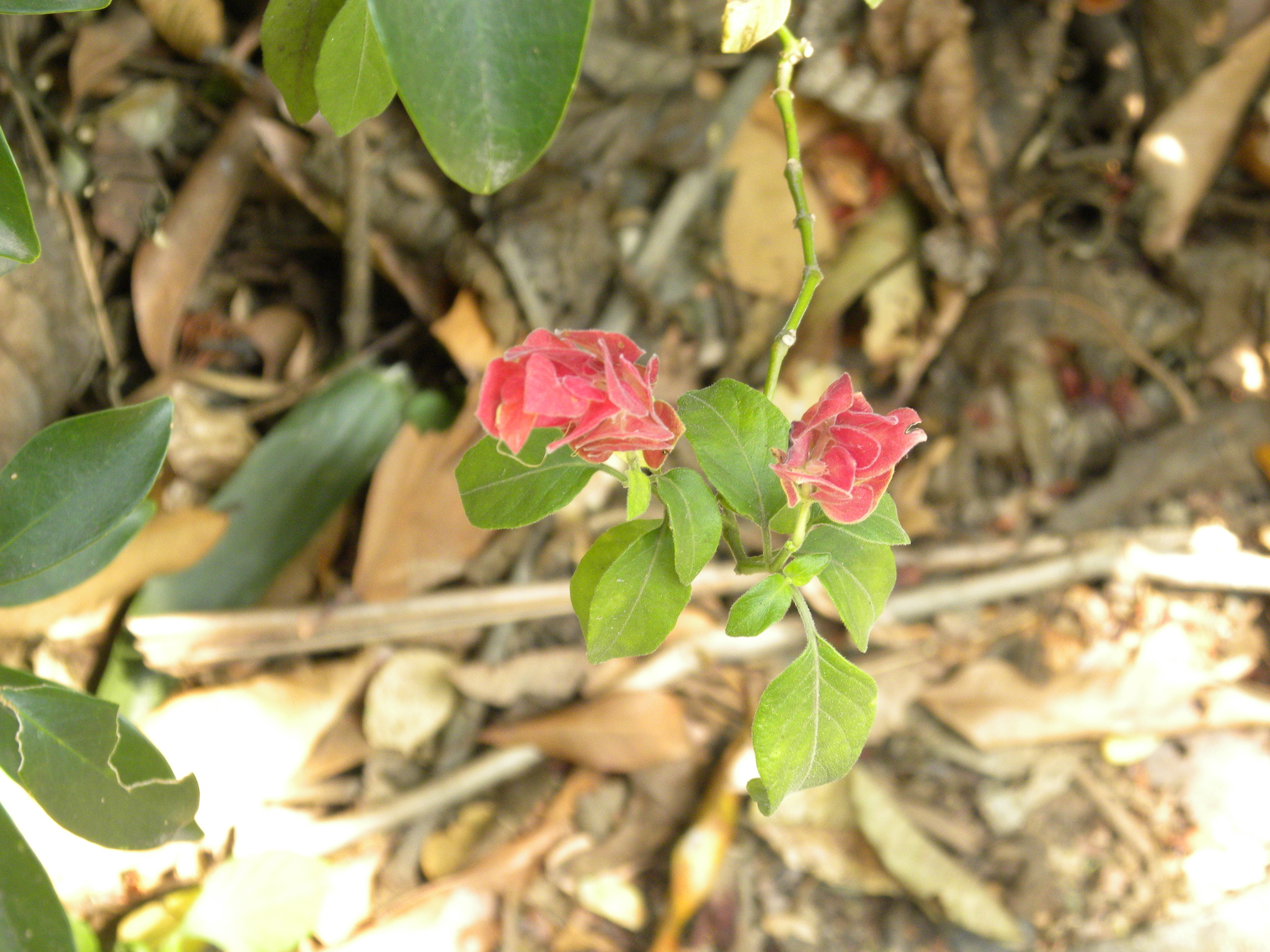 Imagem de Camarão-vermelho