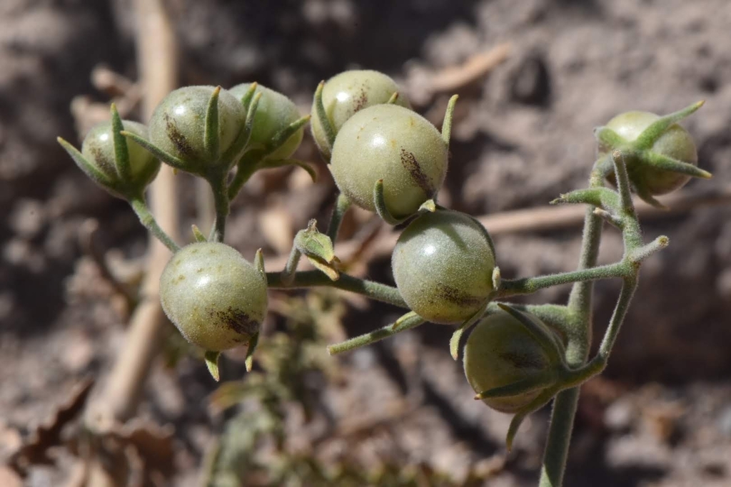 Solanum chilense in December 2019 by Joey Santore · iNaturalist