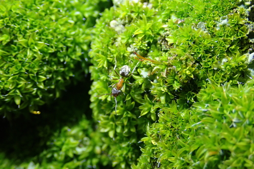 iNaturalist observation photo of Western Velvety Tree Ant